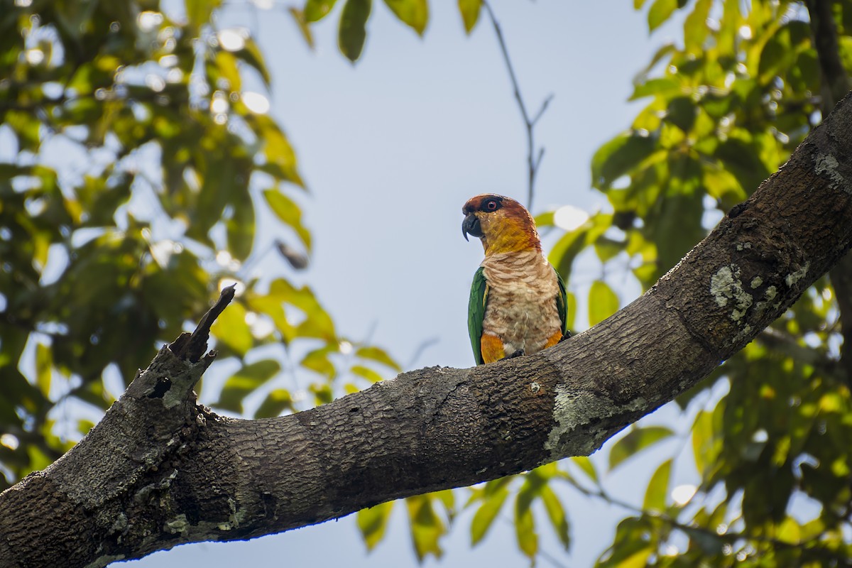 Black-headed Parrot - ML577995031