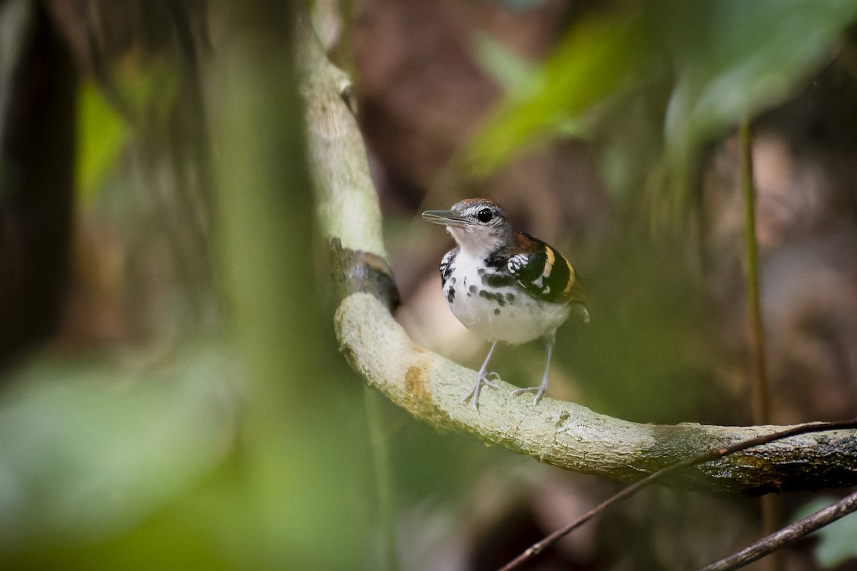 Banded Antbird - ML577995211