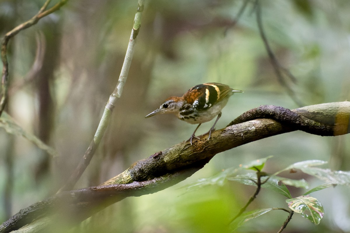 Banded Antbird - ML577995231