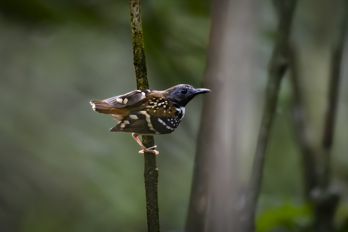 Spot-backed Antbird - ML577995301