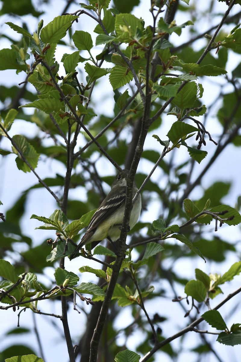 Alder Flycatcher - ML577995901