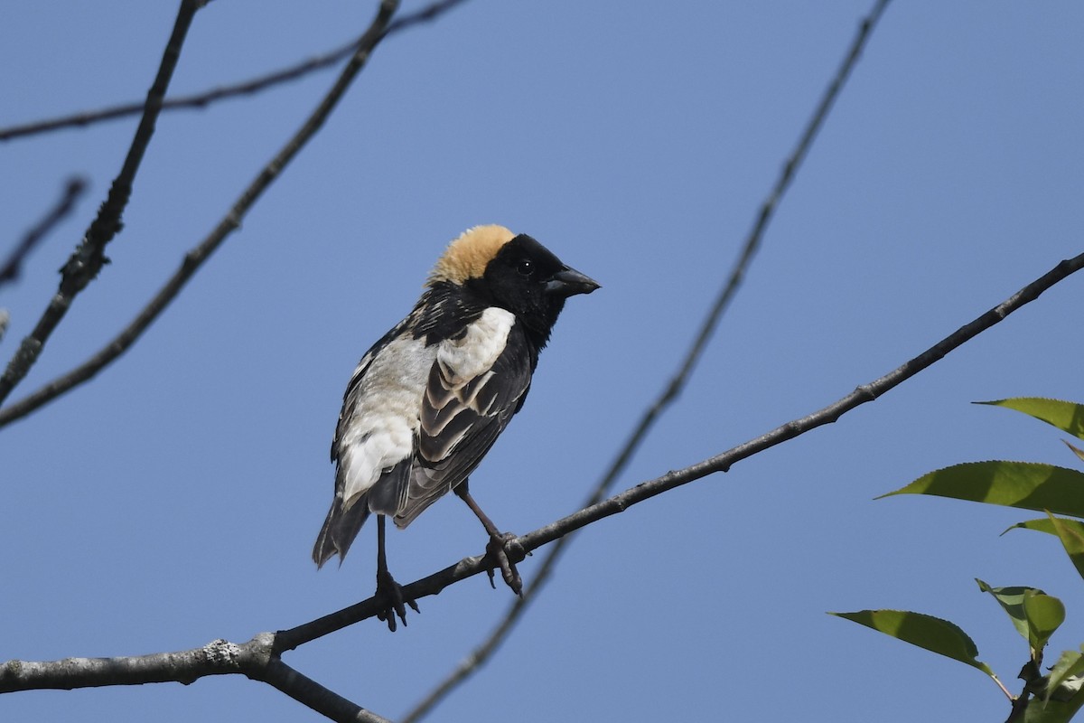 bobolink - ML577995961