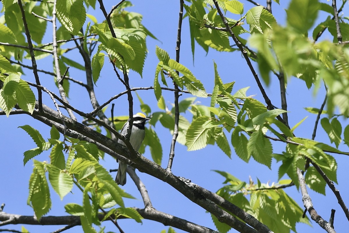 Golden-winged Warbler - Hannah Dodington