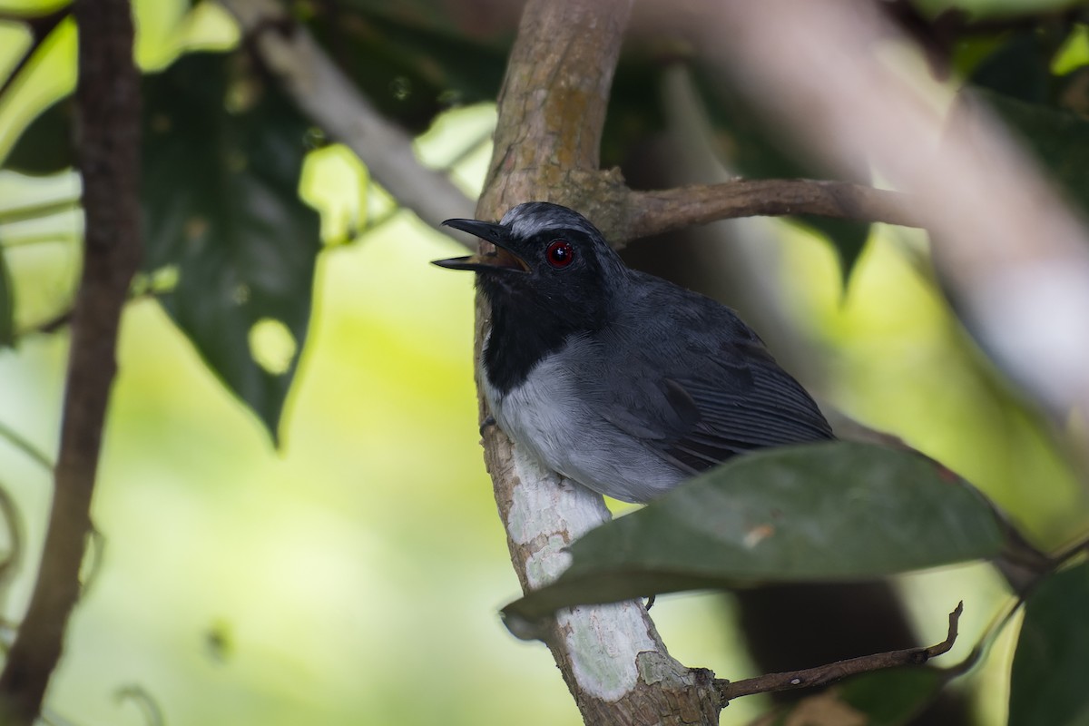 Ash-breasted Antbird - Priscilla Diniz