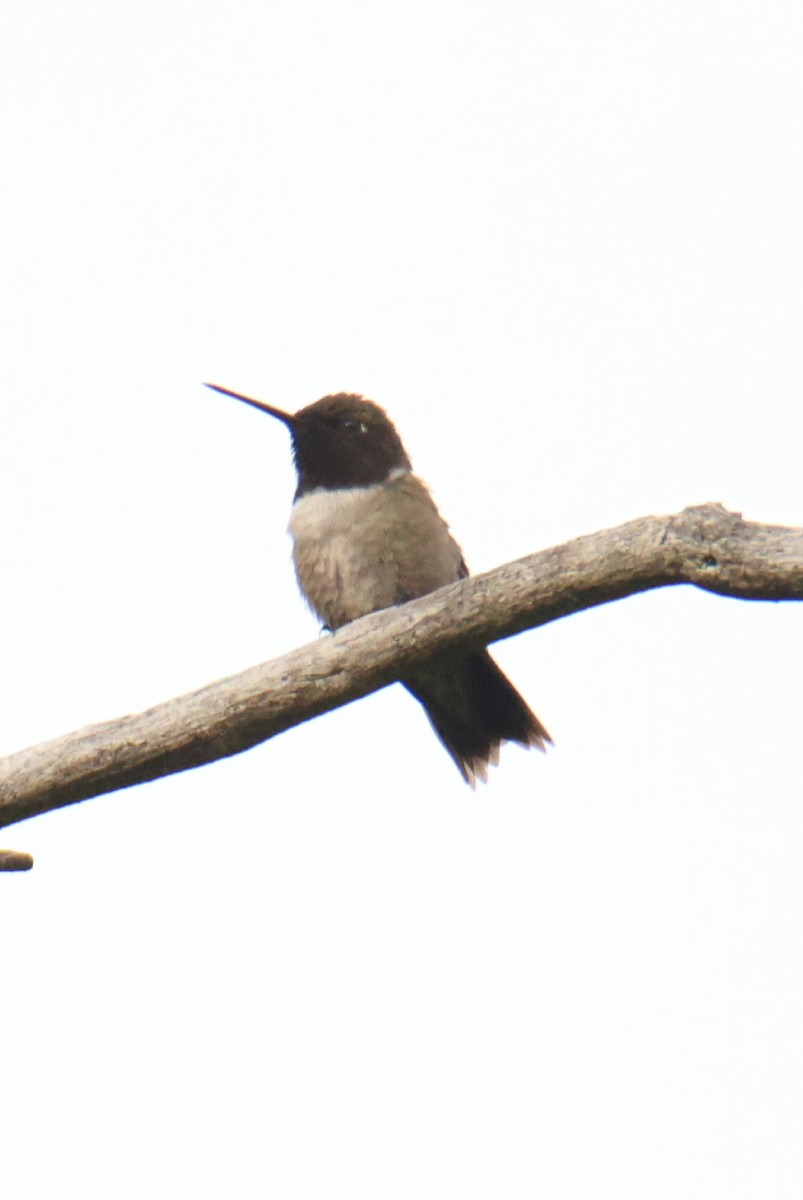 Black-chinned Hummingbird - Juan Aguayo