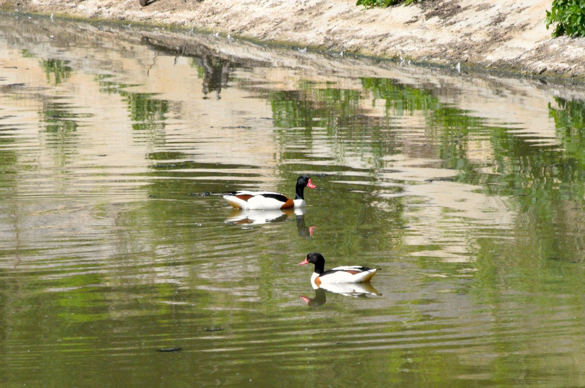 Common Shelduck - Veronika Dementeva