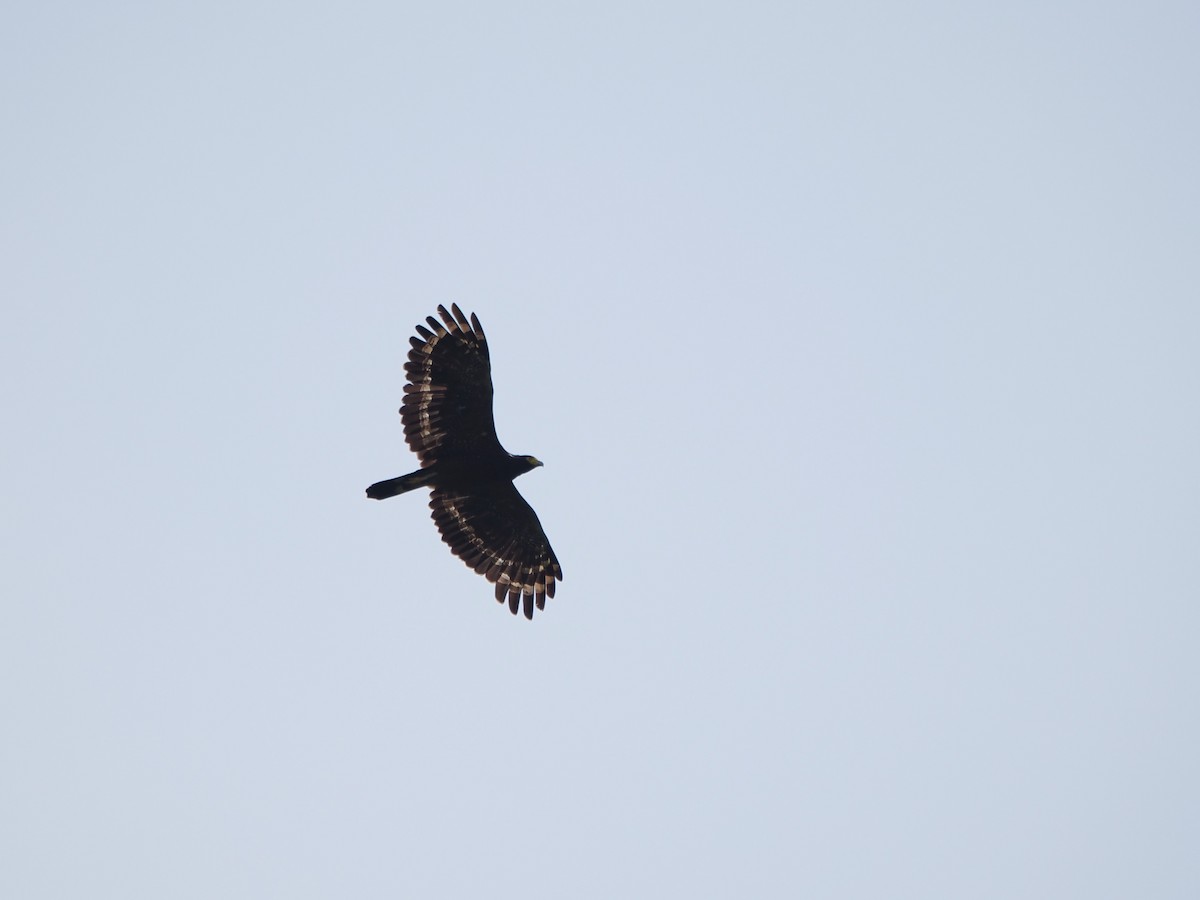 Crested Serpent-Eagle - Kuan Chih Yu