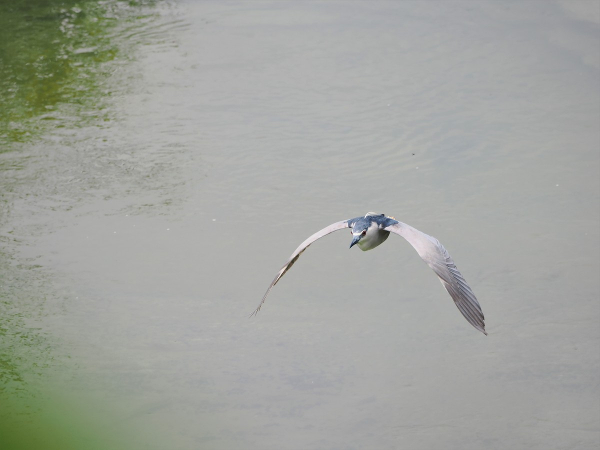 Black-crowned Night Heron - Kuan Chih Yu