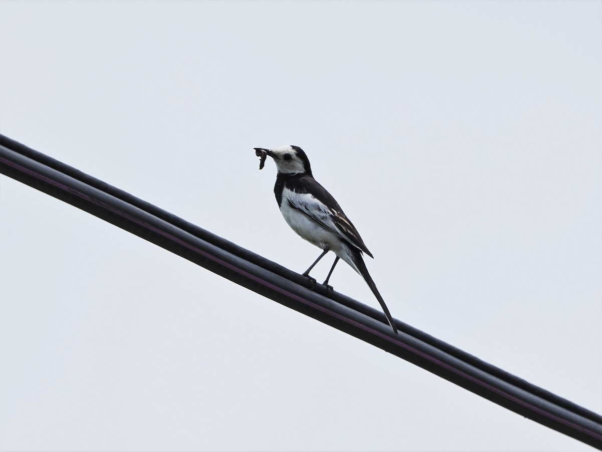 White Wagtail - Kuan Chih Yu