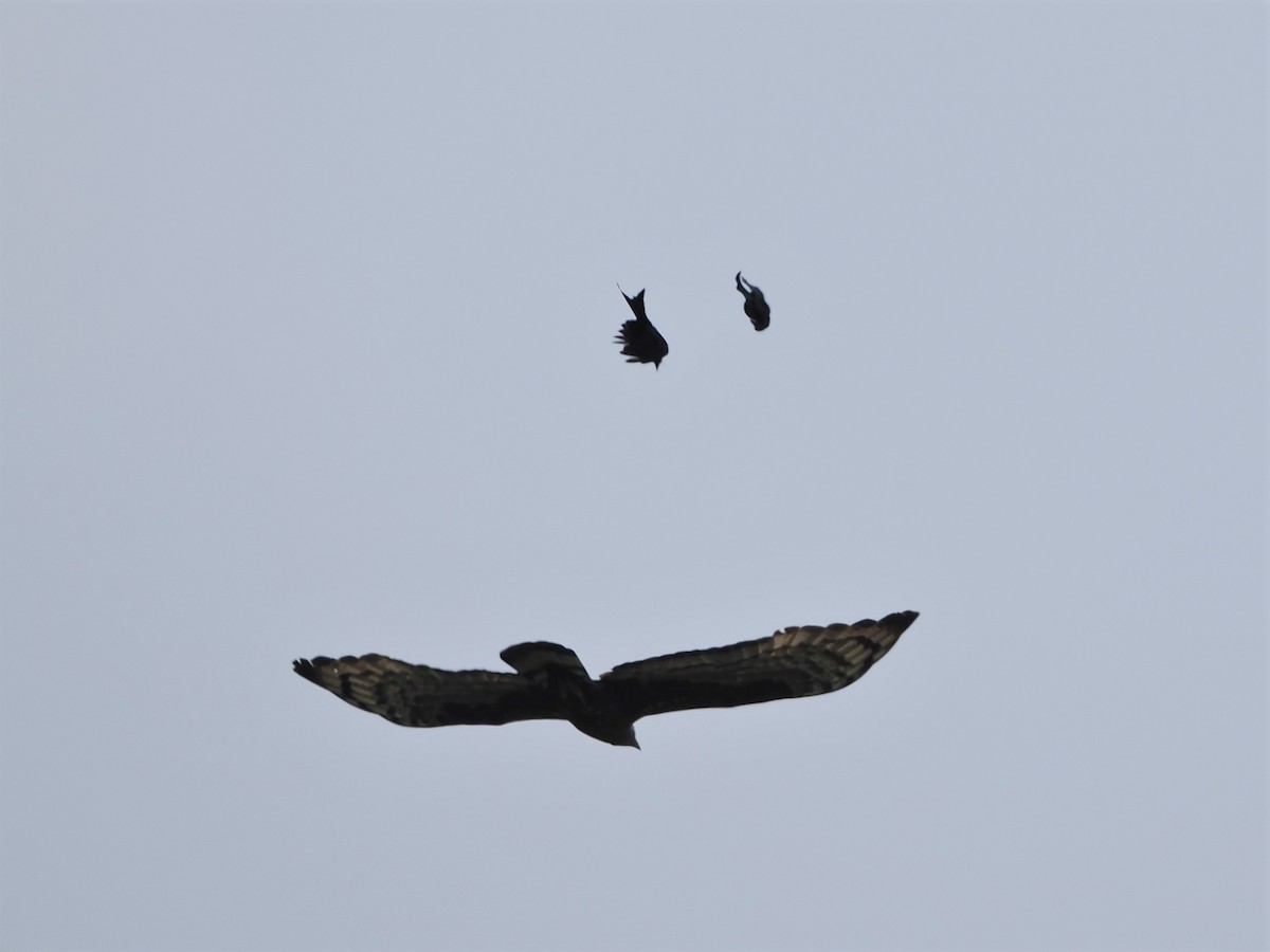 Oriental Honey-buzzard - Kuan Chih Yu