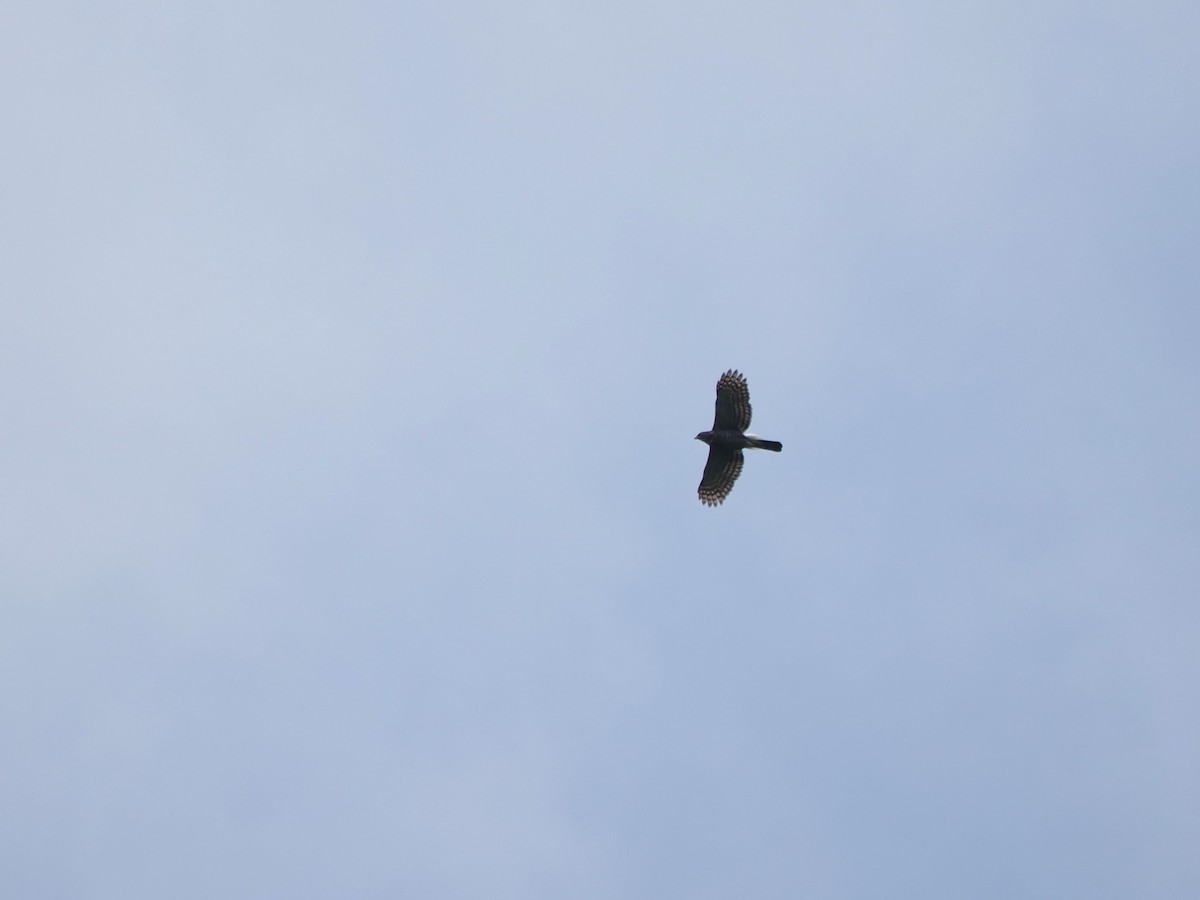 Crested Goshawk - Kuan Chih Yu