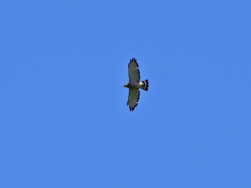 Broad-winged Hawk - ML578000111