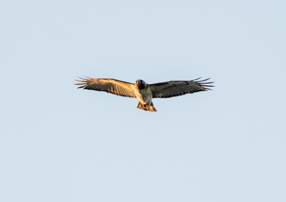 Red-tailed Hawk - ML578001191