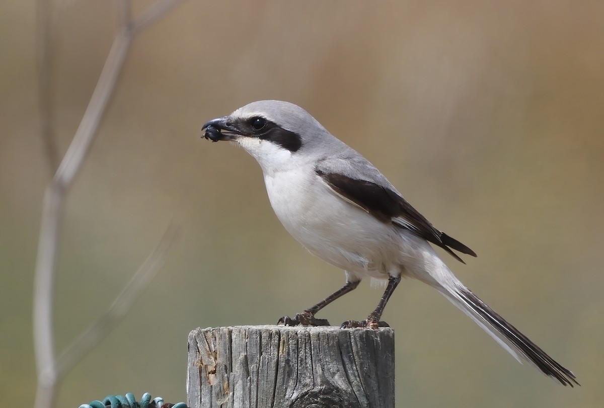 Great Gray Shrike (Steppe) - Manuel Segura Herrero