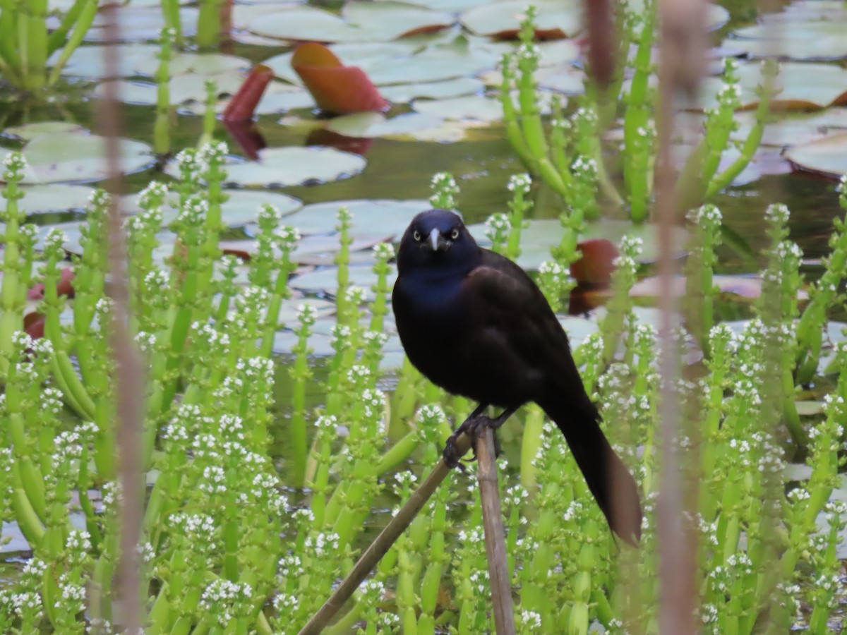 Common Grackle - Mandy Simmons