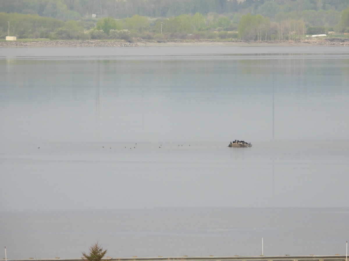 Double-crested Cormorant - ML578004591