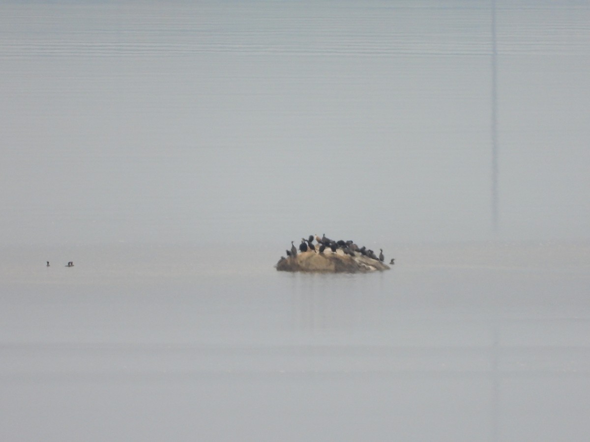 Double-crested Cormorant - ML578004681