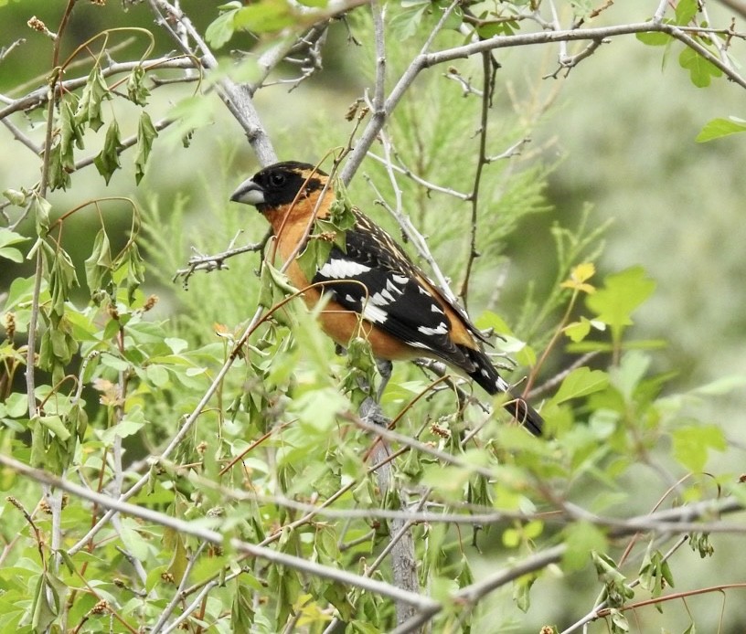 Black-headed Grosbeak - ML578005321