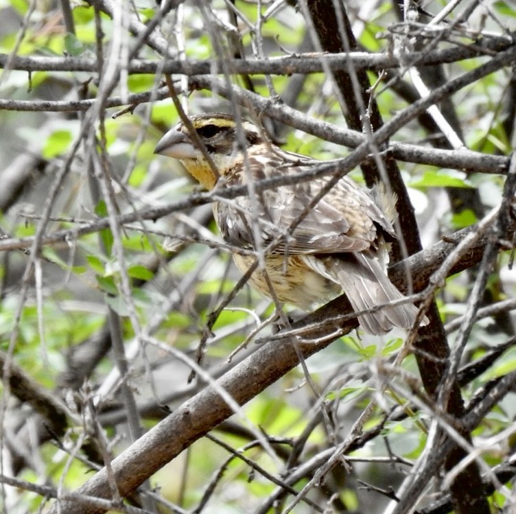 Black-headed Grosbeak - ML578005331