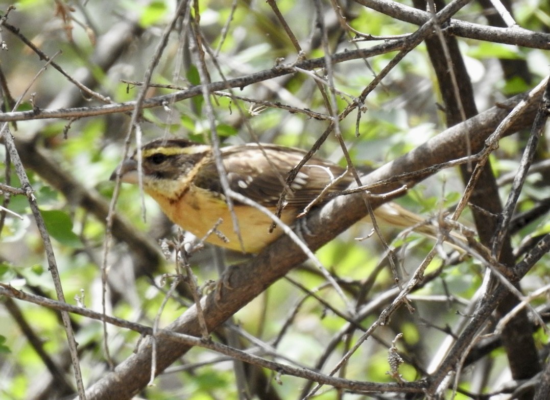Black-headed Grosbeak - ML578005341