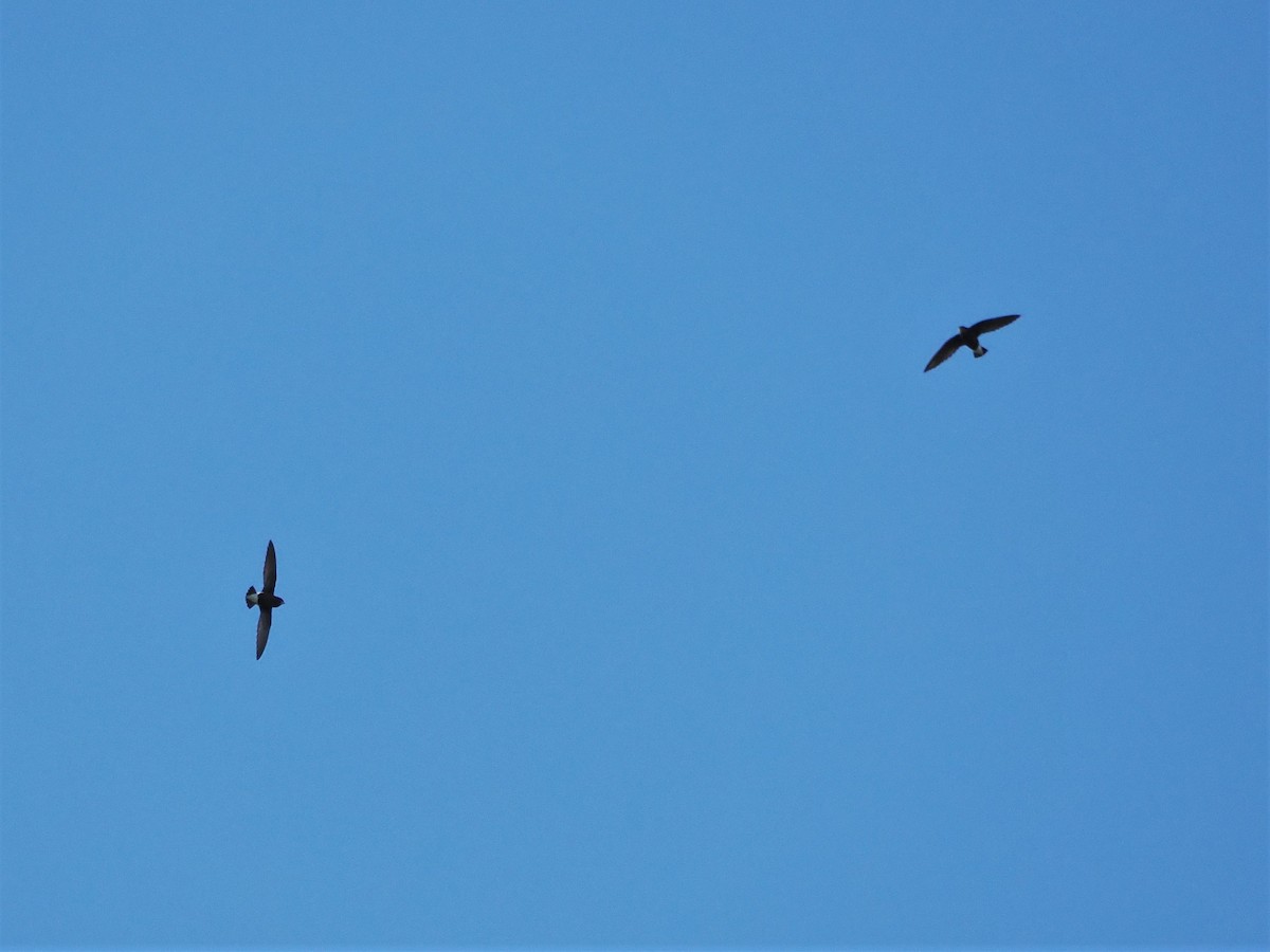 Silver-backed Needletail - Kuan Chih Yu