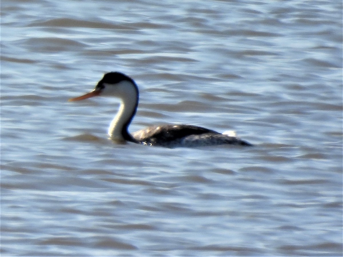 Clark's Grebe - ML578005941