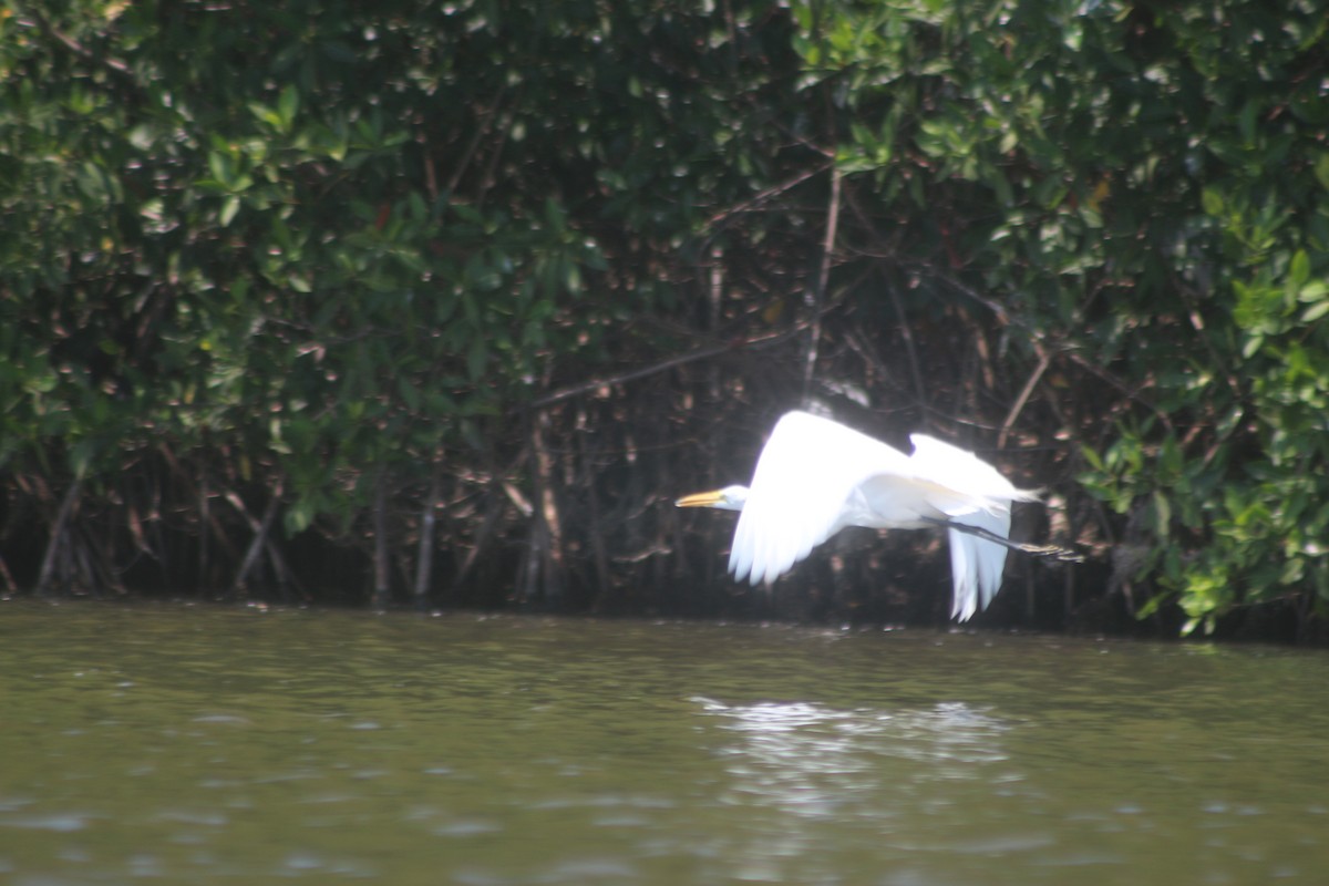 Great Egret - Programa de Aves Urbanas Motozintla Agrobiodiversidad, Territorio y Sustentabilidad