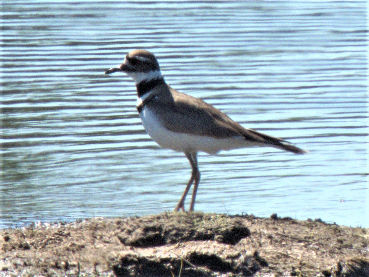 Killdeer - ML578006471