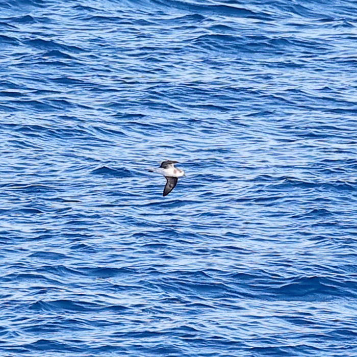 Zino's Petrel - ML578006481