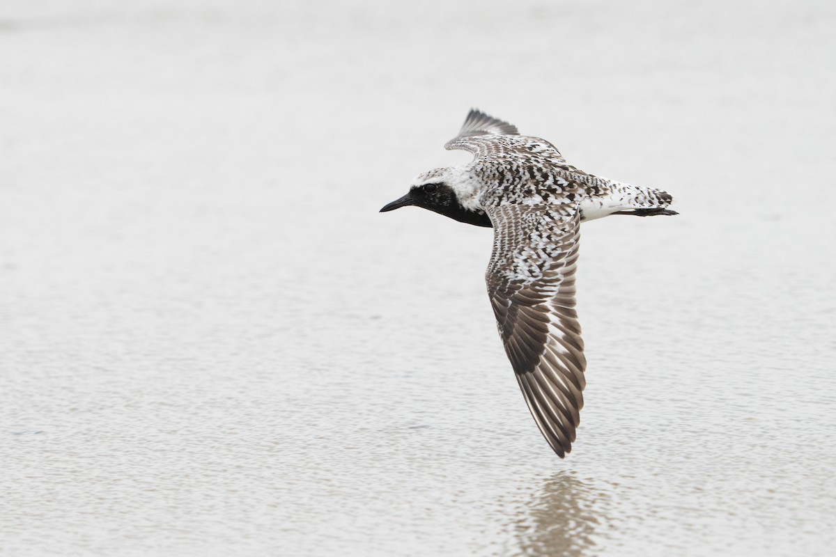 Black-bellied Plover - ML578006851