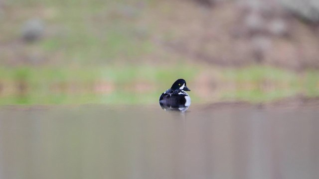 Barrow's Goldeneye - ML578007191