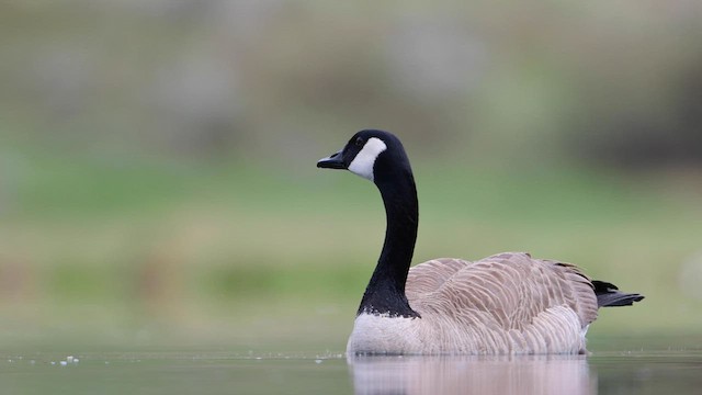 Canada Goose - ML578007251