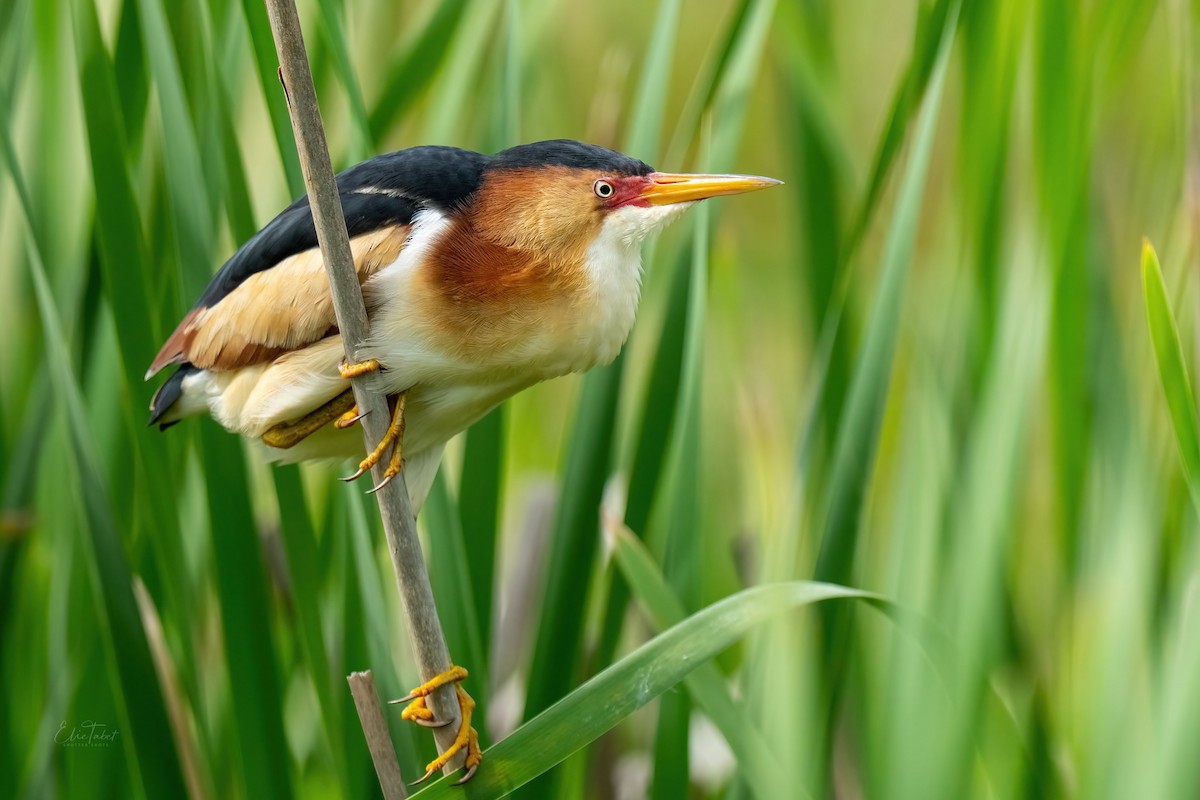 Least Bittern - ML578007551