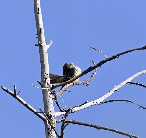 Sulphur-bellied Flycatcher - ML578007671