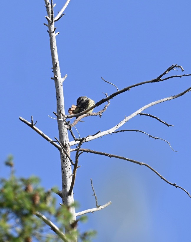 Sulphur-bellied Flycatcher - Juanita Ramsey-Jevne