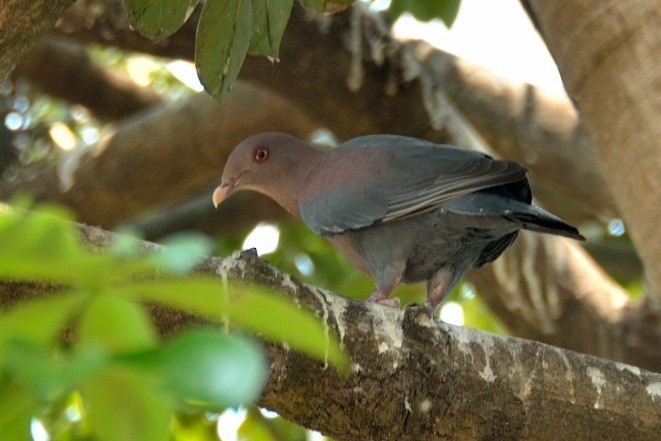 Pigeon à bec rouge - ML57801001