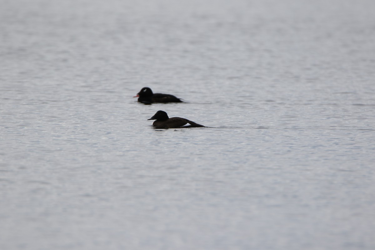 White-winged Scoter - ML578010381