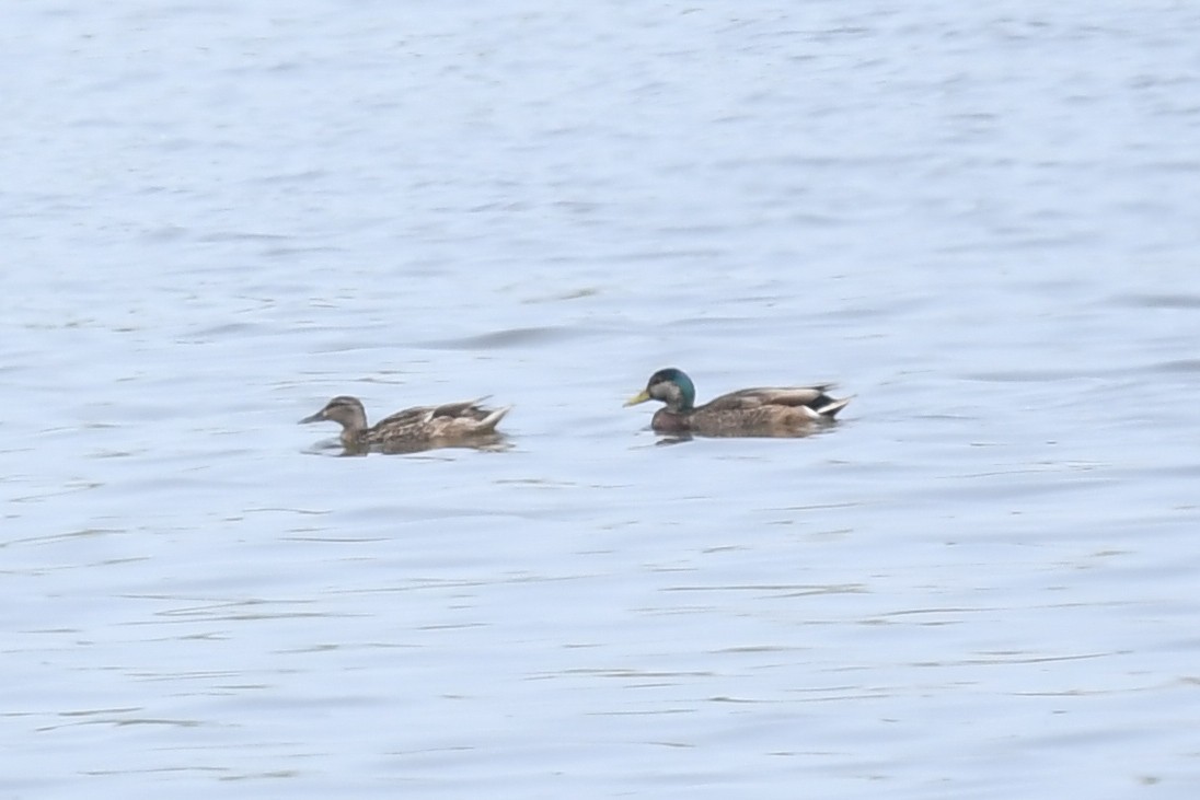 Mallard x American Black Duck (hybrid) - ML578011181