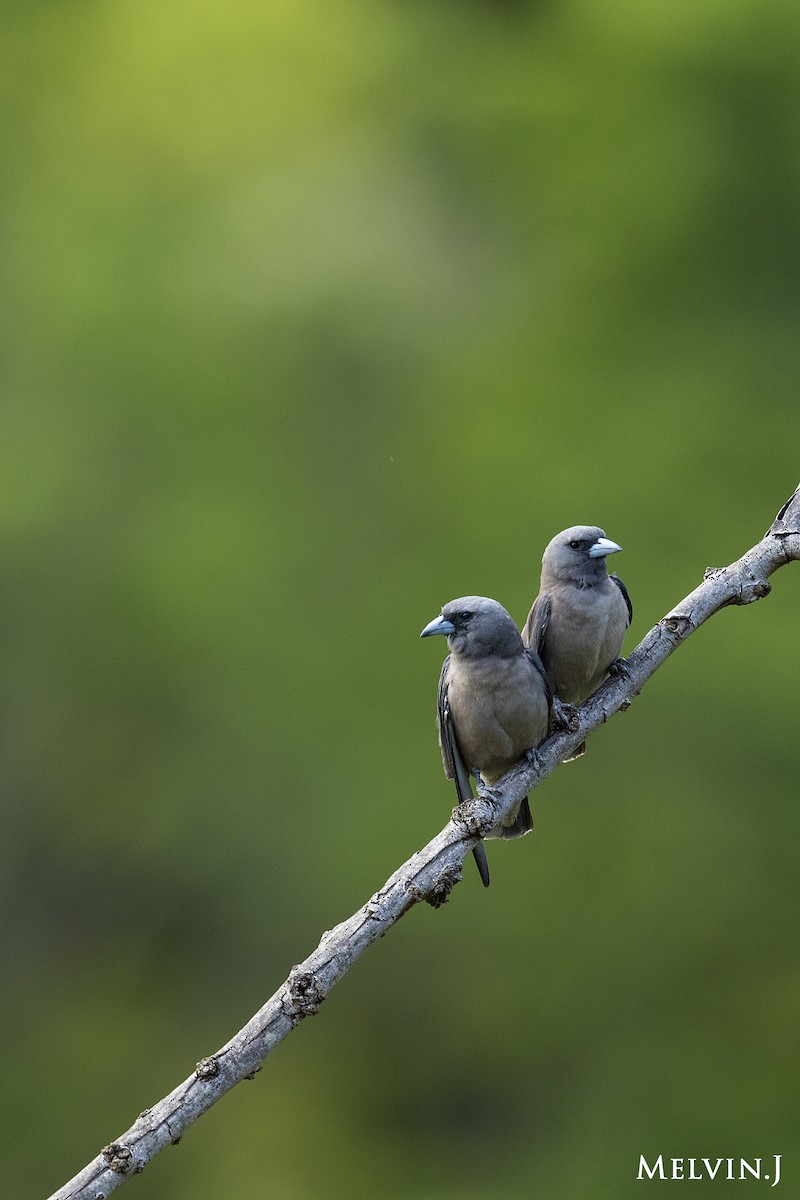 Ashy Woodswallow - ML57801121