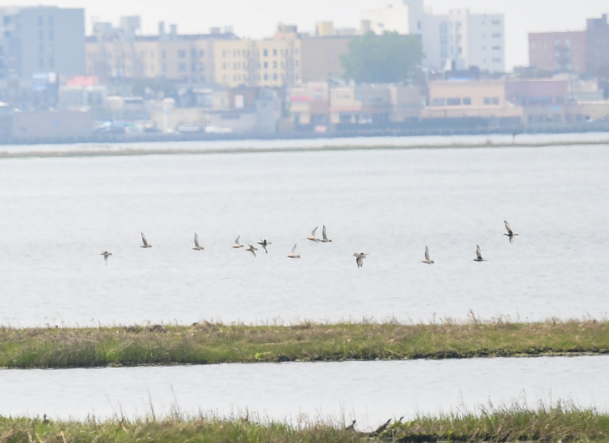 Red Knot - ML578011381