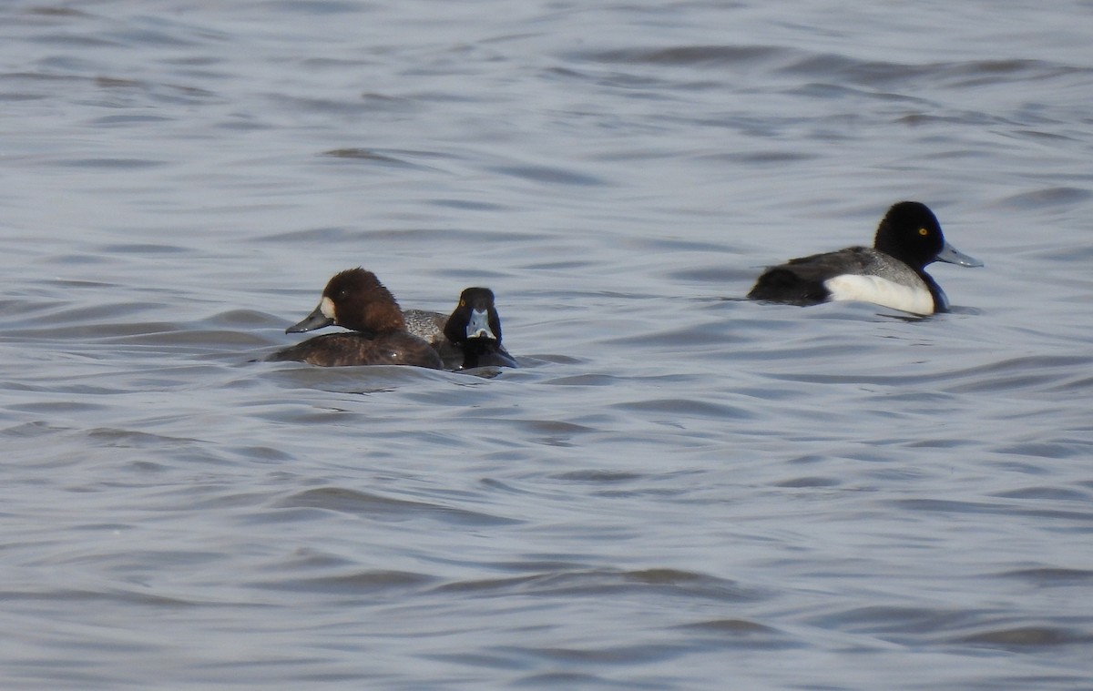 Greater Scaup - ML578012451