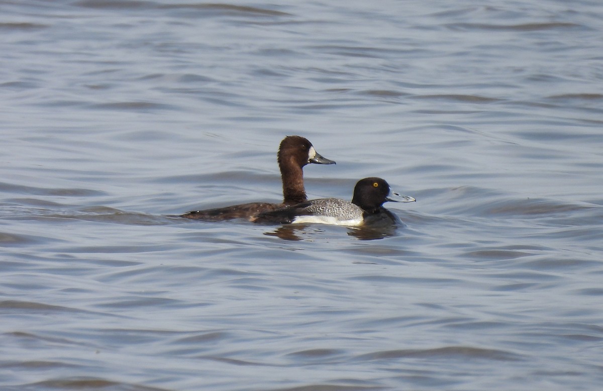 Greater Scaup - ML578012461