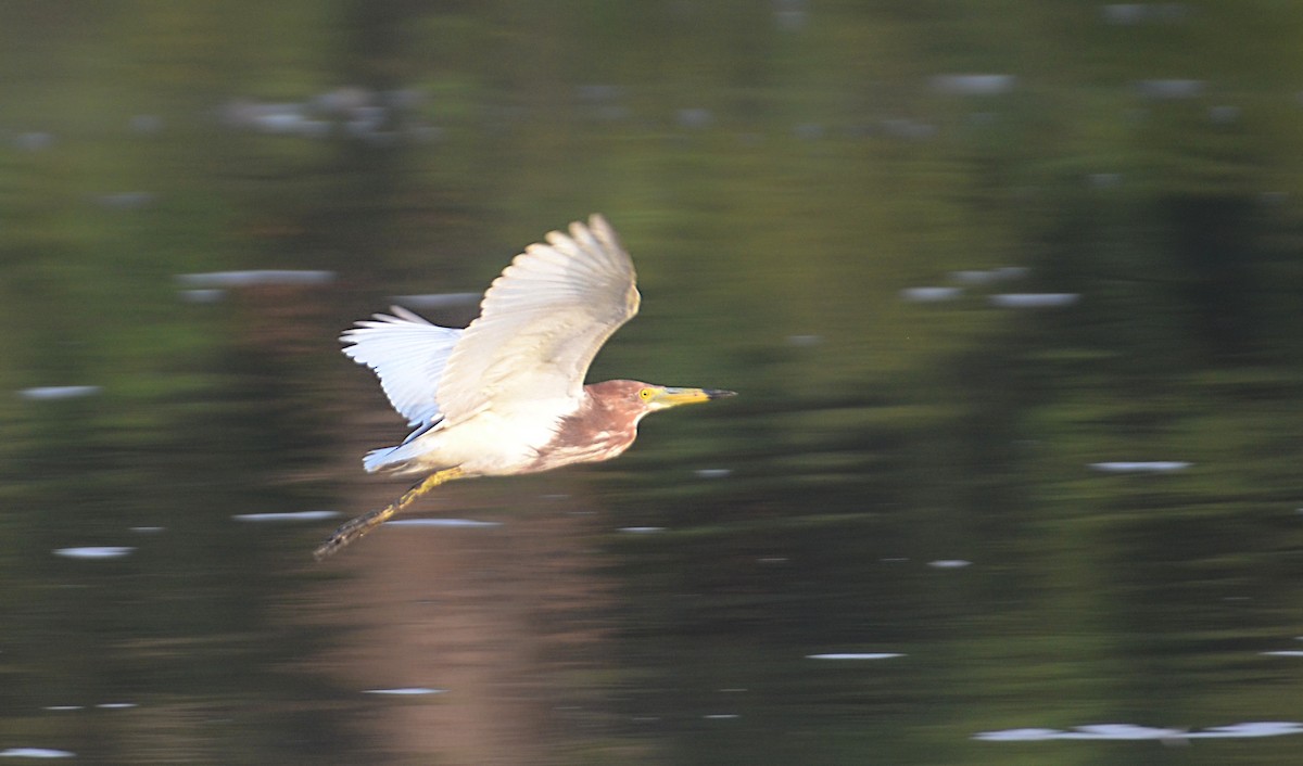 Chinese Pond-Heron - Premchand Reghuvaran