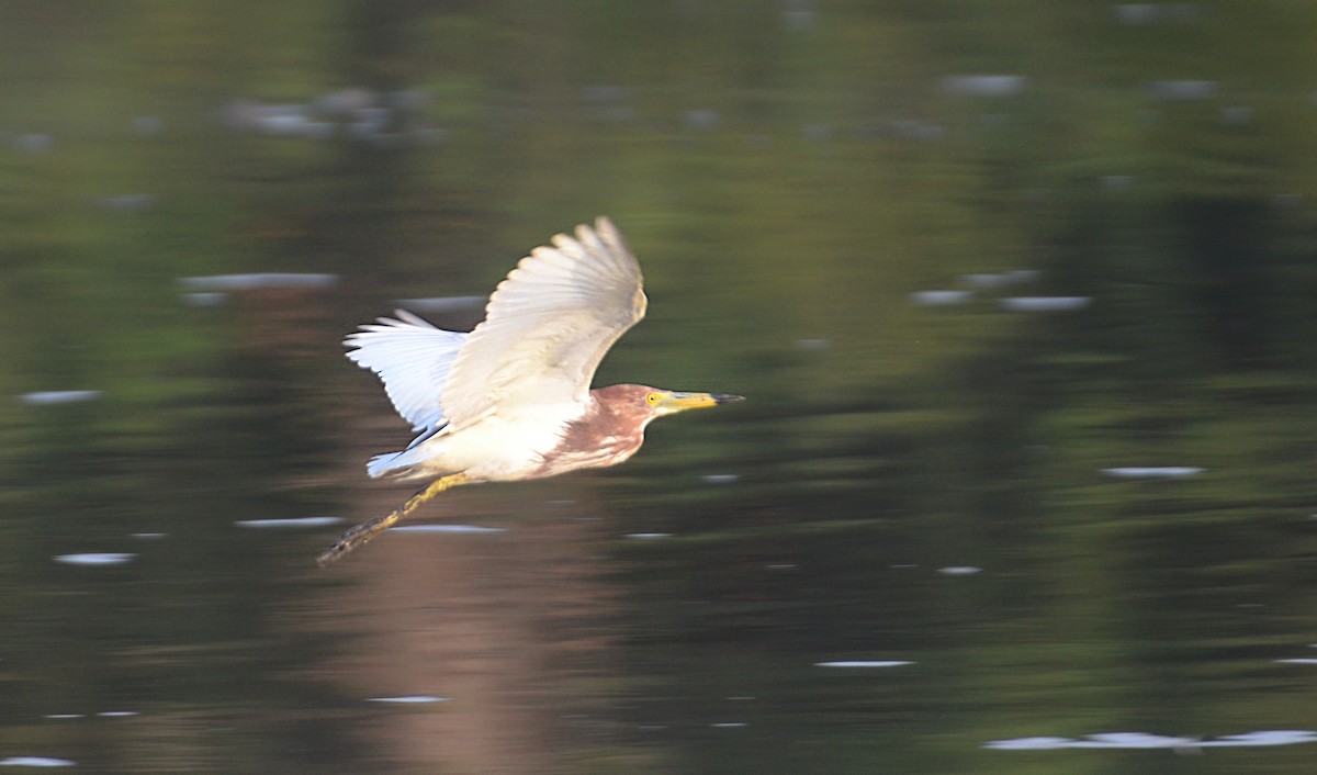 Chinese Pond-Heron - ML578012671