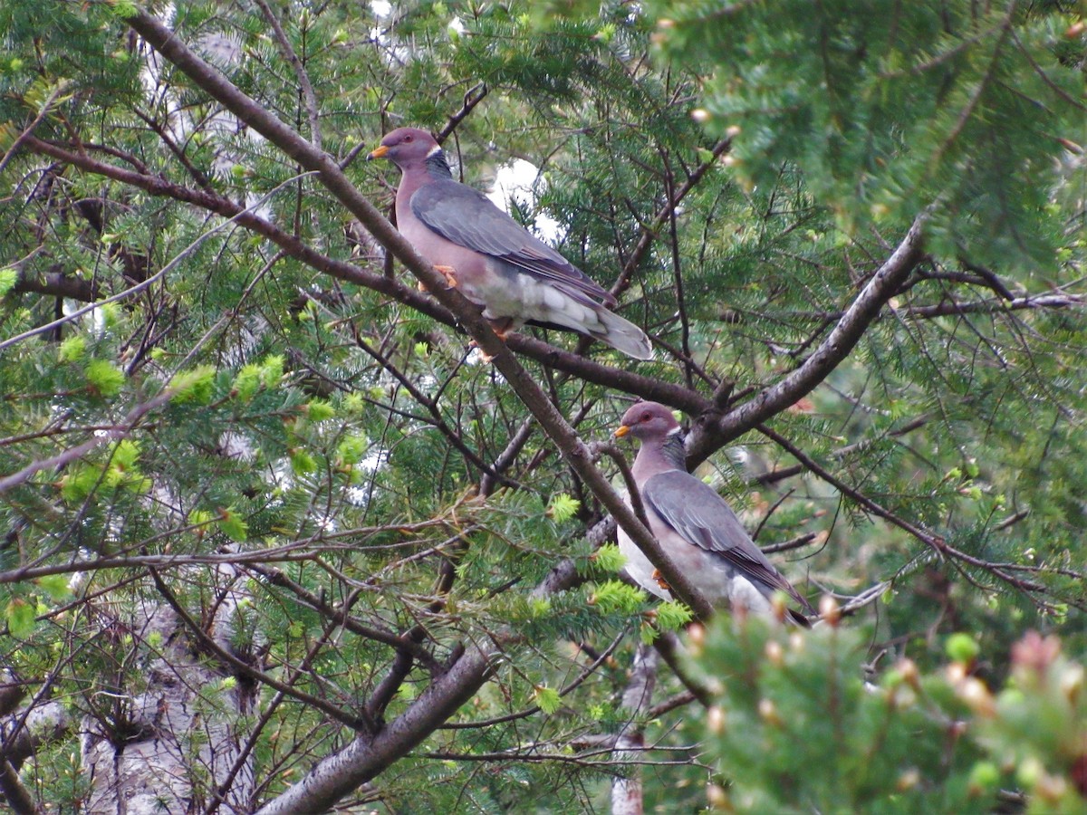 Band-tailed Pigeon - David Poortinga