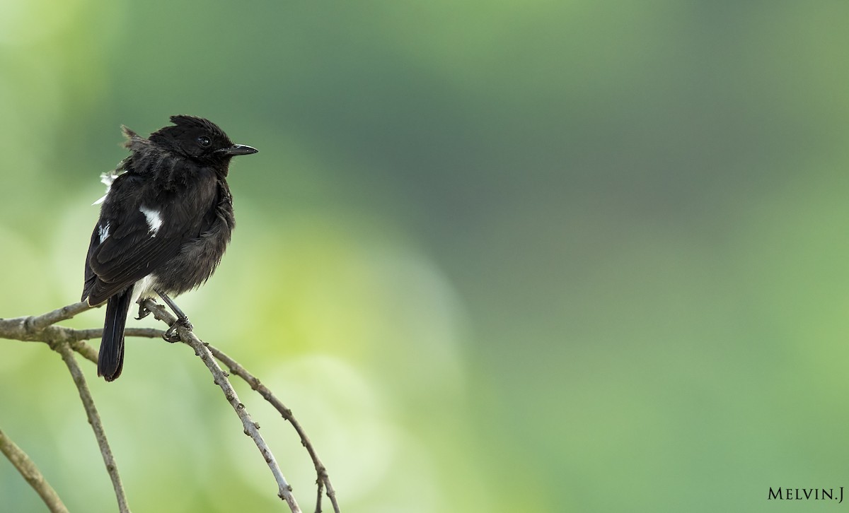 Pied Bushchat - ML57801371