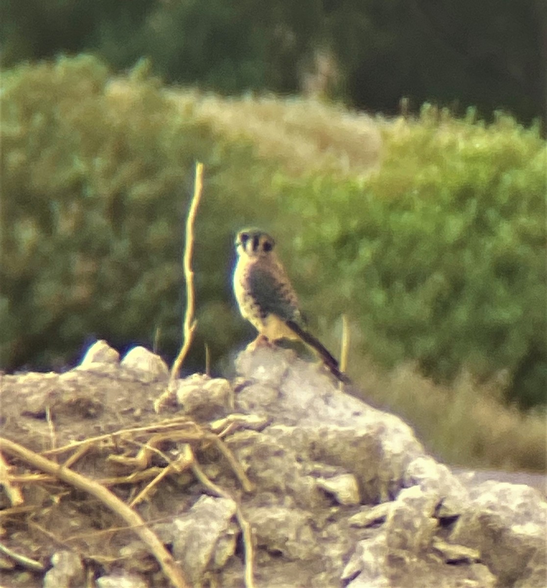 American Kestrel - ML578014291