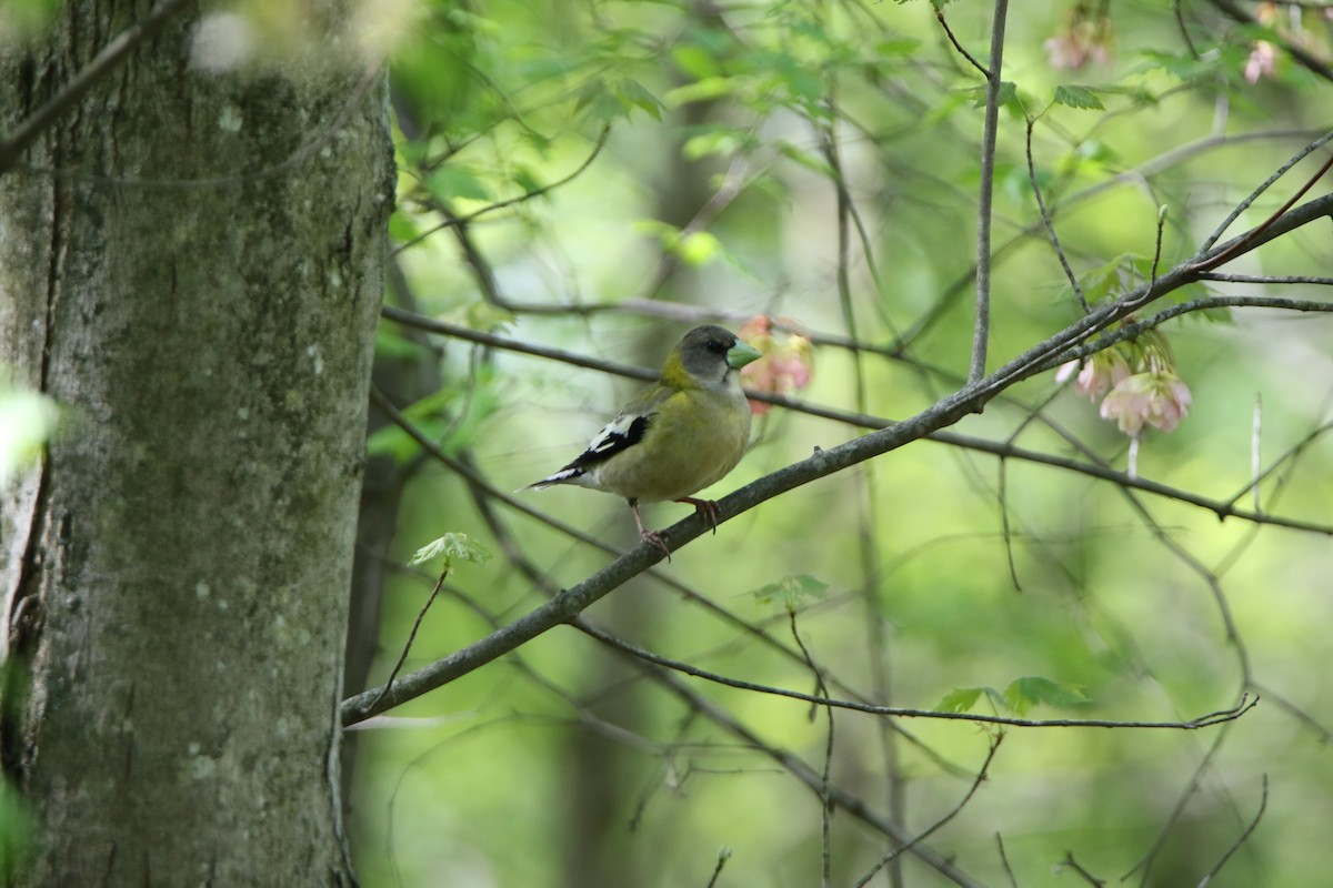 Evening Grosbeak - ML578014571