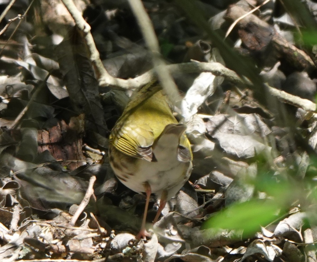 Ovenbird - ML578015141