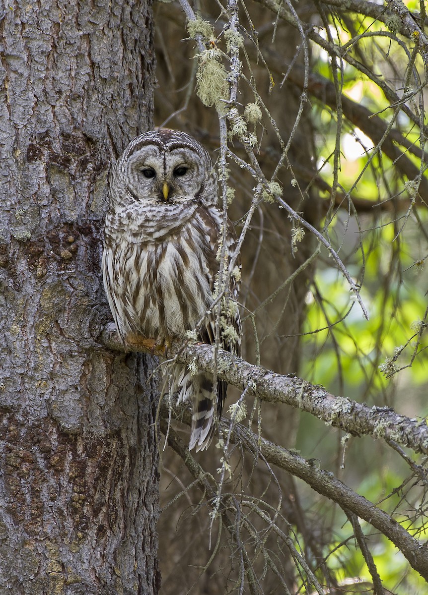Barred Owl - Sydney Mohr